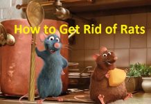 how to get rid of rats