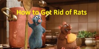 how to get rid of rats