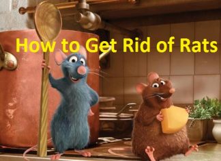 how to get rid of rats