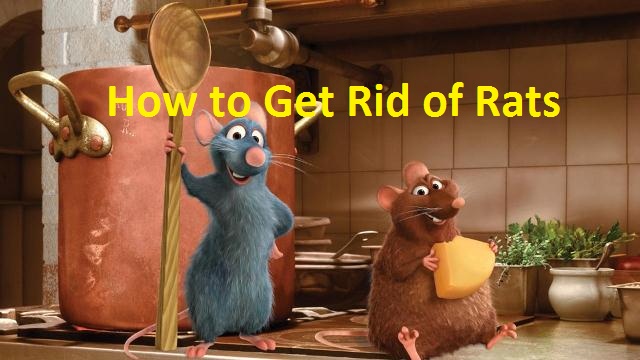 how to get rid of rats