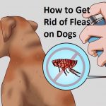 how-to-kill-fleas-on-dogs