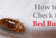 How to check for bed bugs