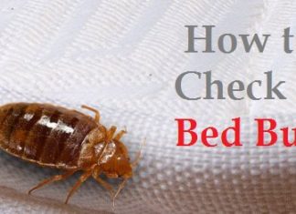 How to check for bed bugs