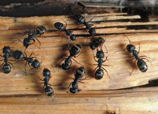 How to get rid of carpenter ants