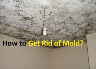 how to get rid of mold