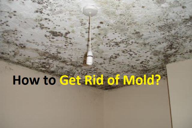 how to get rid of mold