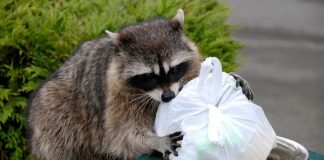 how to get rid of raccoons