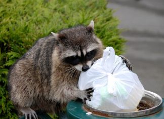 how to get rid of raccoons