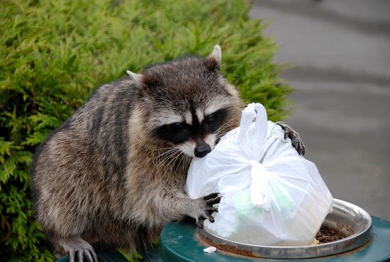 how to get rid of raccoons