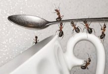 how to get rid of sugar ants