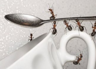 how to get rid of sugar ants