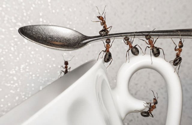 how to get rid of sugar ants