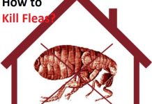 how to kill fleas