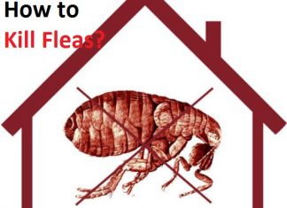 how to kill fleas