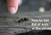 how to get rid of ants in the house