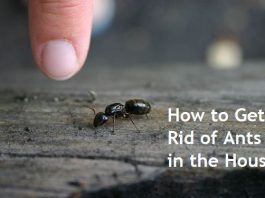 how to get rid of ants in the house