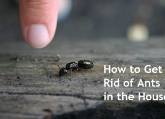 how to get rid of ants in the house