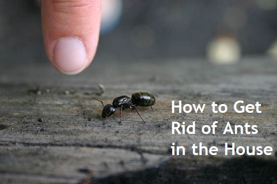 how to get rid of ants in the house