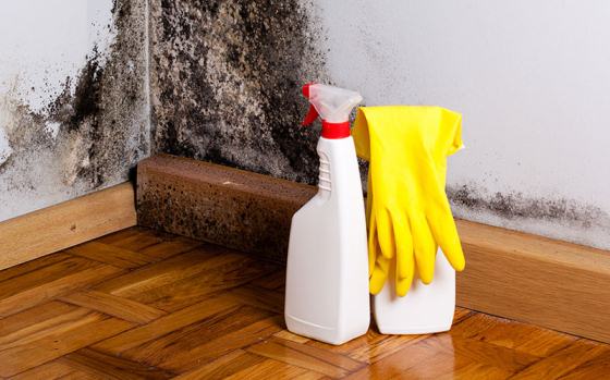 How to Kill Mold