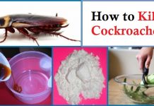 how to kill cockroaches