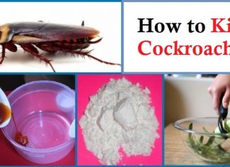 how to kill cockroaches