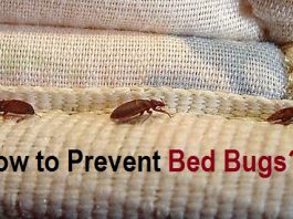 how to prevent bed bugs