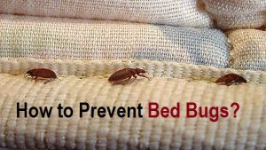 How to Prevent Bed Bugs?