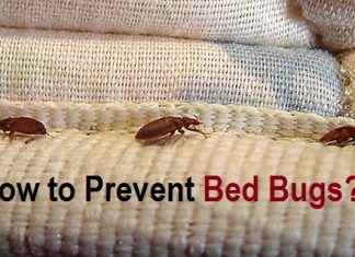 how to prevent bed bugs